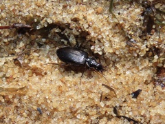Platynus cincticollis