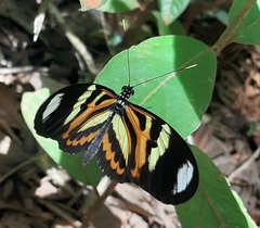 Heliconius ethilla