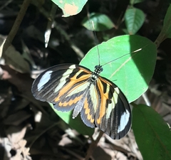 Heliconius ethilla