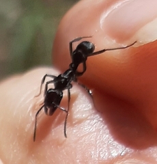 Ectatomminae