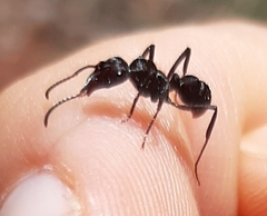 Ectatomminae