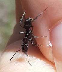 Ectatomminae