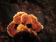 Cymatoderma dendriticum