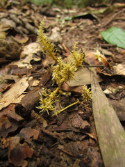 Penicilliopsis clavariiformis