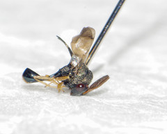 Eucharitidae