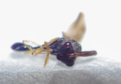 Eucharitidae