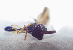 Eucharitidae