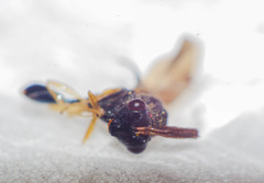 Eucharitidae