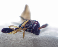 Eucharitidae