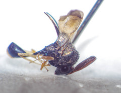 Eucharitidae
