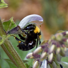 Bombus argillaceus