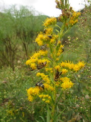 Solidago chilensis