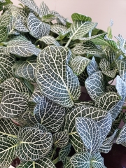 Fittonia
