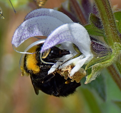Bombus argillaceus