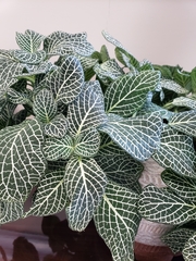 Fittonia