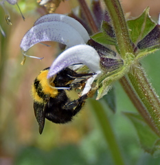 Bombus argillaceus