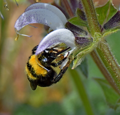 Bombus argillaceus