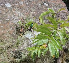 Anthracothorax nigricollis