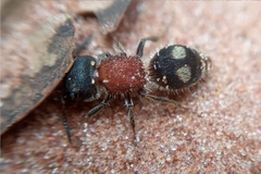 Darditilla debilis
