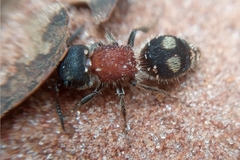 Darditilla debilis