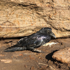 Corvus corax kamtschaticus
