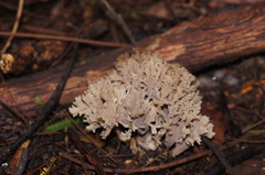 Clavulina vinaceocervina