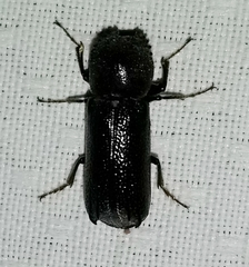 Amphicerus cornutus