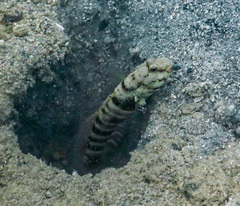 Cryptocentrus cryptocentrus