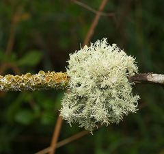 Usnea scabrida