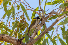 Melithreptus gularis laetior