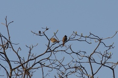 Pycnonotus barbatus layardi