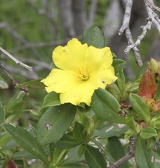 Hibbertia cuneiformis