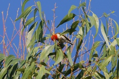 Anaplectes rubriceps