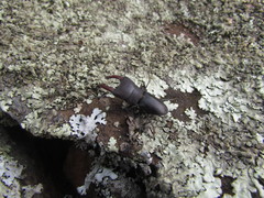 Macrocrates bucephalus
