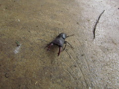 Macrocrates bucephalus
