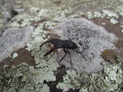 Macrocrates bucephalus