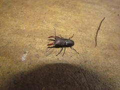 Macrocrates bucephalus