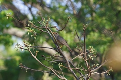 Turdus libonyana