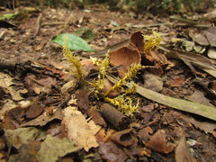 Penicilliopsis clavariiformis