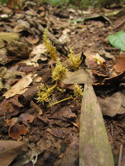 Penicilliopsis clavariiformis
