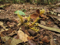 Penicilliopsis clavariiformis
