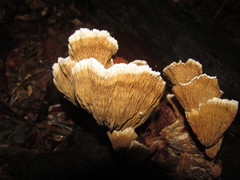 Cymatoderma dendriticum
