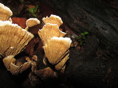Cymatoderma dendriticum