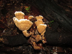 Cymatoderma dendriticum