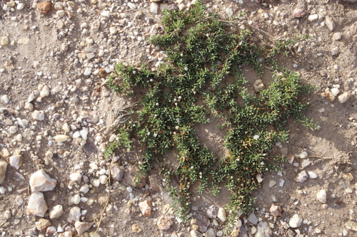 Mesembryanthemum parviflorum