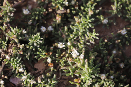 Mesembryanthemum parviflorum