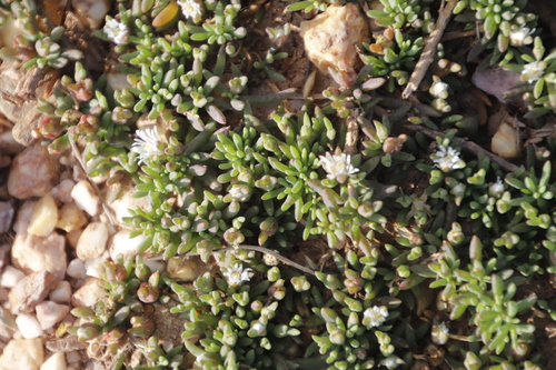 Mesembryanthemum parviflorum
