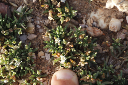 Mesembryanthemum parviflorum
