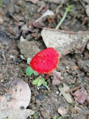 Fungi
