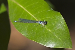Enallagma cardenium
